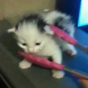 Meet your Posher, Sheila